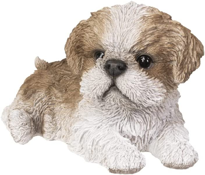 Furry Shihtzu Pup With Two Toys Stock Photo - Download Image Now - 2015,  Animal, Animal Body Part - iStock