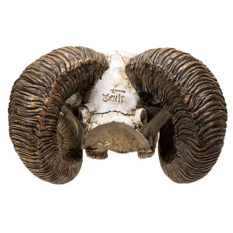 Scrimshaw Ram Skull 7" Tall Sculpted Skull Figurine with Ornate Detailing Textured Horns by Alchemy England