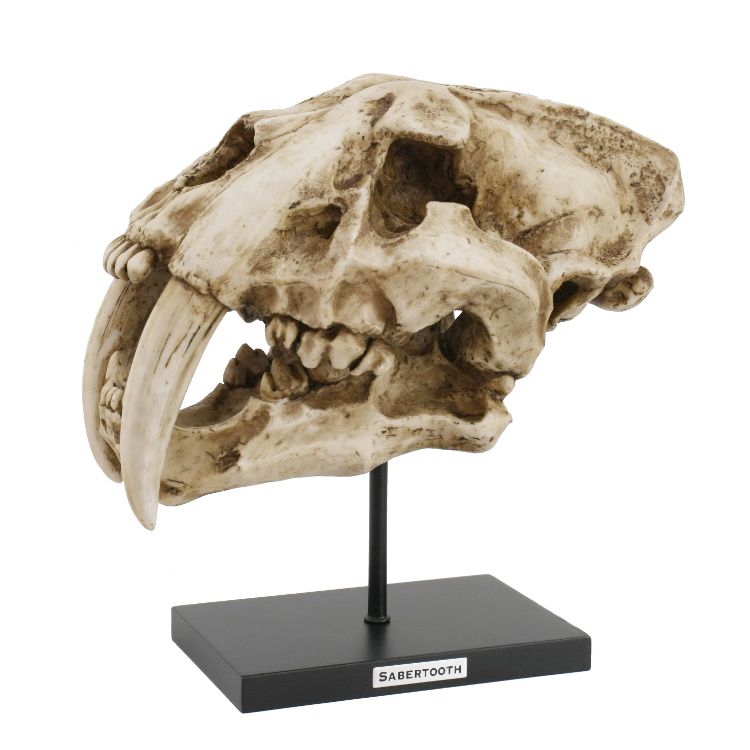 Prehistoric Animals Replica Dinosaurs Sabertooth Skeleton Skull Fossli long teeth Resin Figurine