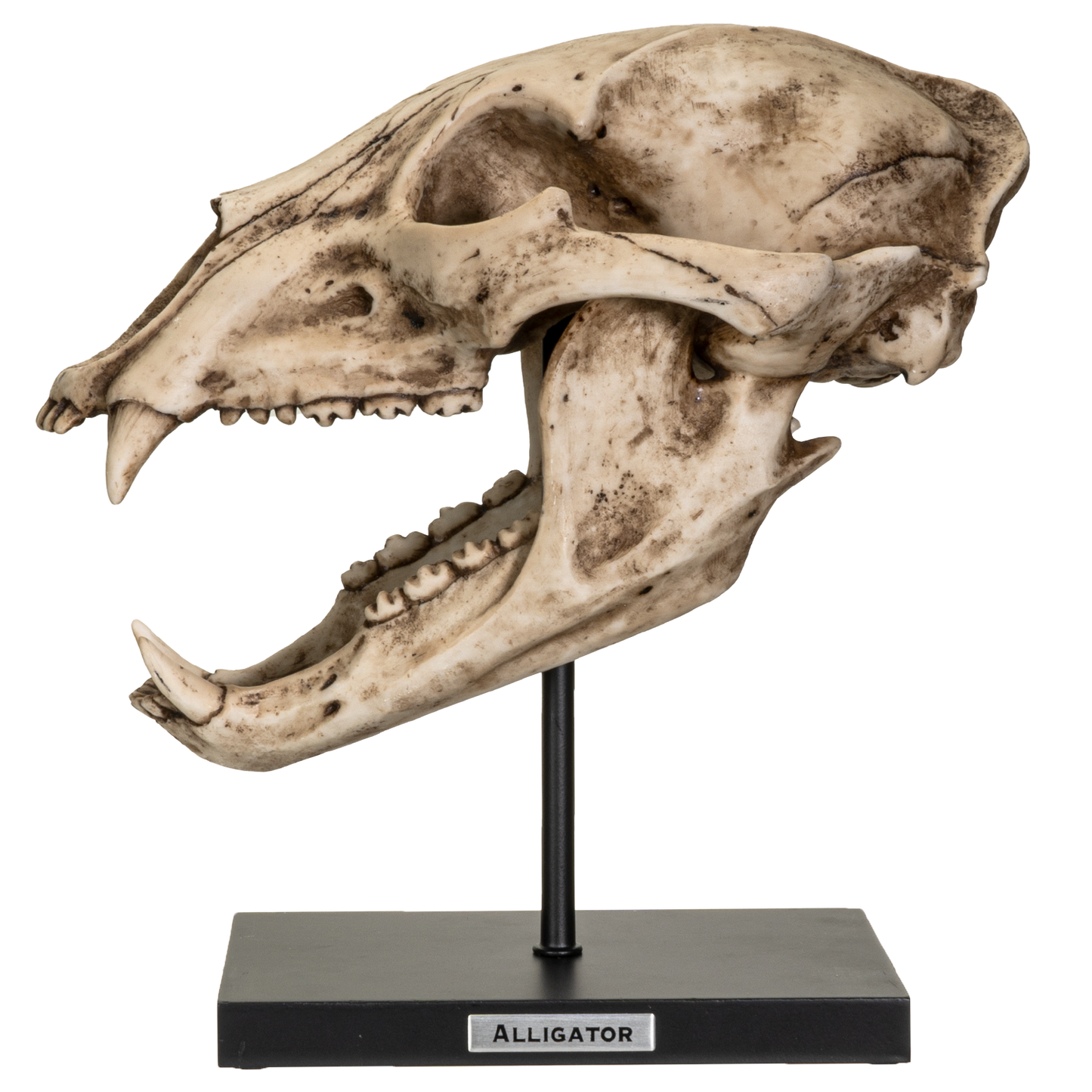 Fossil Animals Replica American Black Bear Skeleton Skull Fossli Resin Figurine