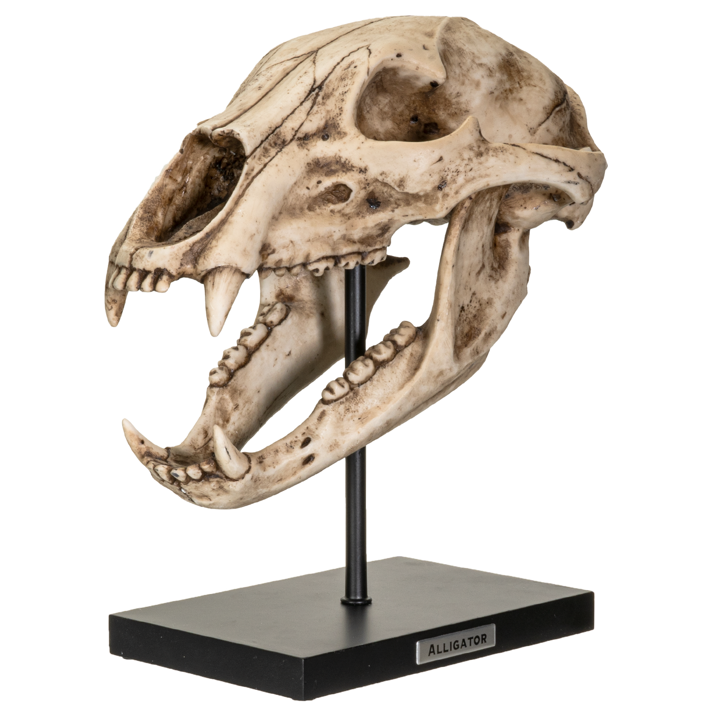 Fossil Animals Replica American Black Bear Skeleton Skull Fossli Resin Figurine