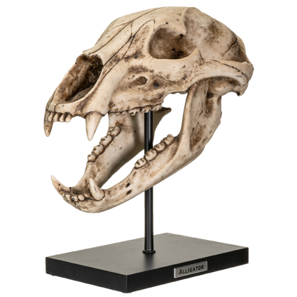 Fossil Animals Replica American Black Bear Skeleton Skull Fossli Resin Figurine