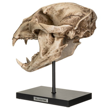 Fossil Animals Replica American Black Bear Skeleton Skull Fossli Resin Figurine