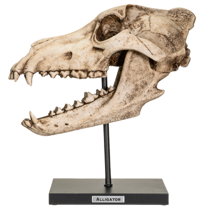 Prehistoric Animals Dinosauric Animals Replica Dinosaurs Dire Wolf Skeleton Skull Fossli Resin Figurine