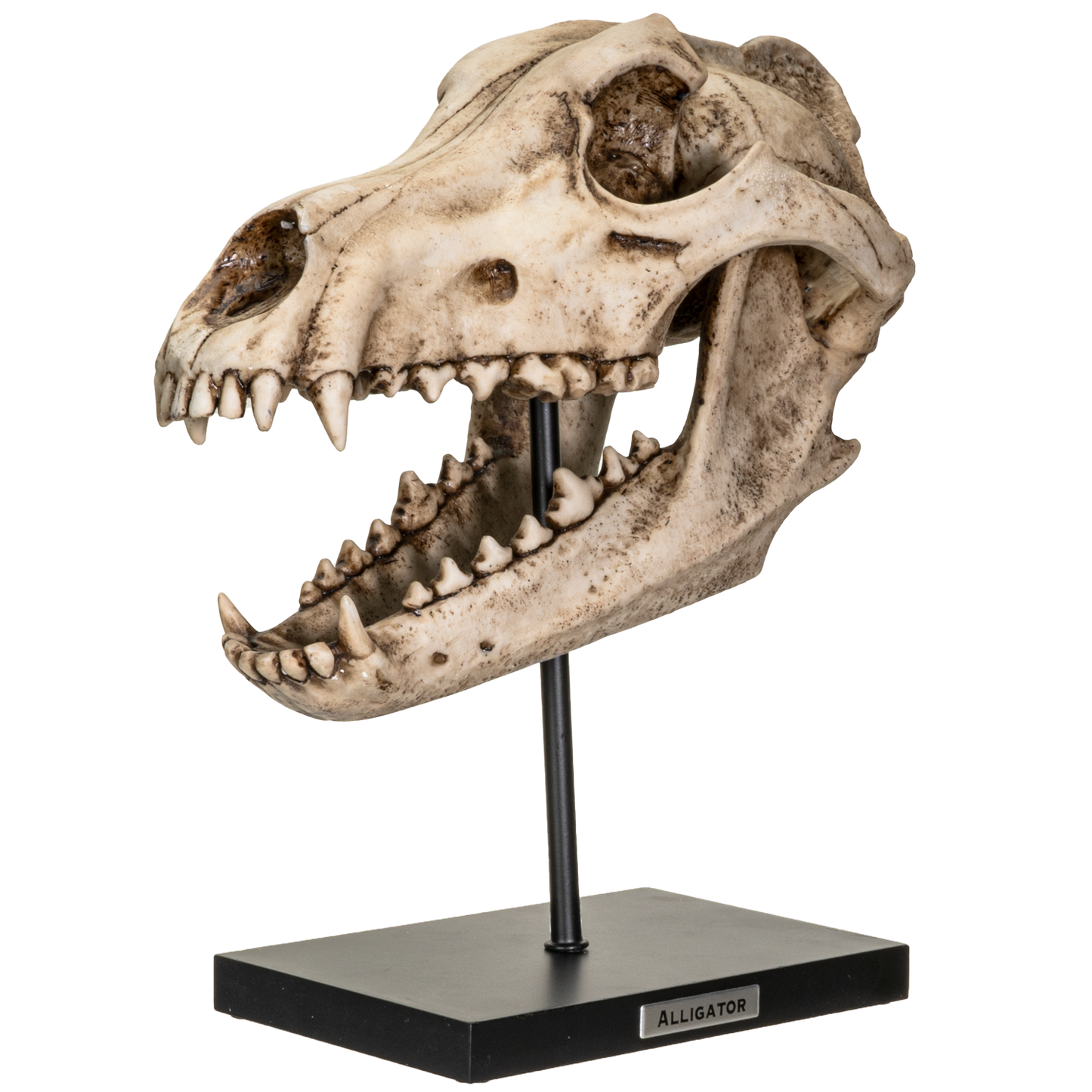 Prehistoric Animals Dinosauric Animals Replica Dinosaurs Dire Wolf Skeleton Skull Fossli Resin Figurine