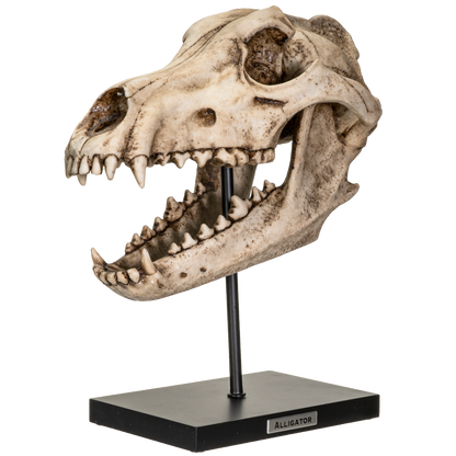 Prehistoric Animals Dinosauric Animals Replica Dinosaurs Dire Wolf Skeleton Skull Fossli Resin Figurine