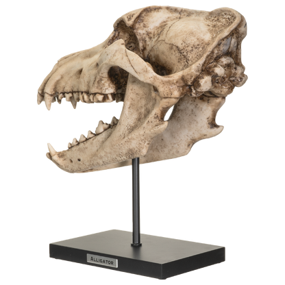 Prehistoric Animals Dinosauric Animals Replica Dinosaurs Dire Wolf Skeleton Skull Fossli Resin Figurine