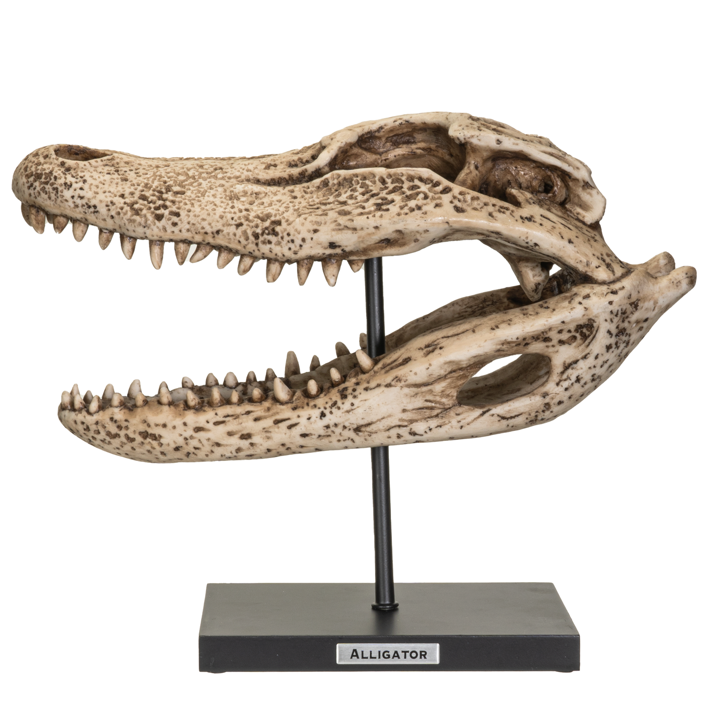 Replica Animals Alligator Skeleton Skull Fossli Resin Figurine