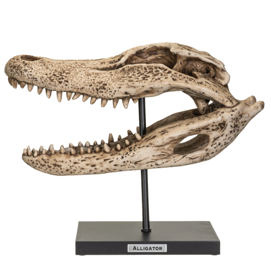 Replica Animals Alligator Skeleton Skull Fossli Resin Figurine