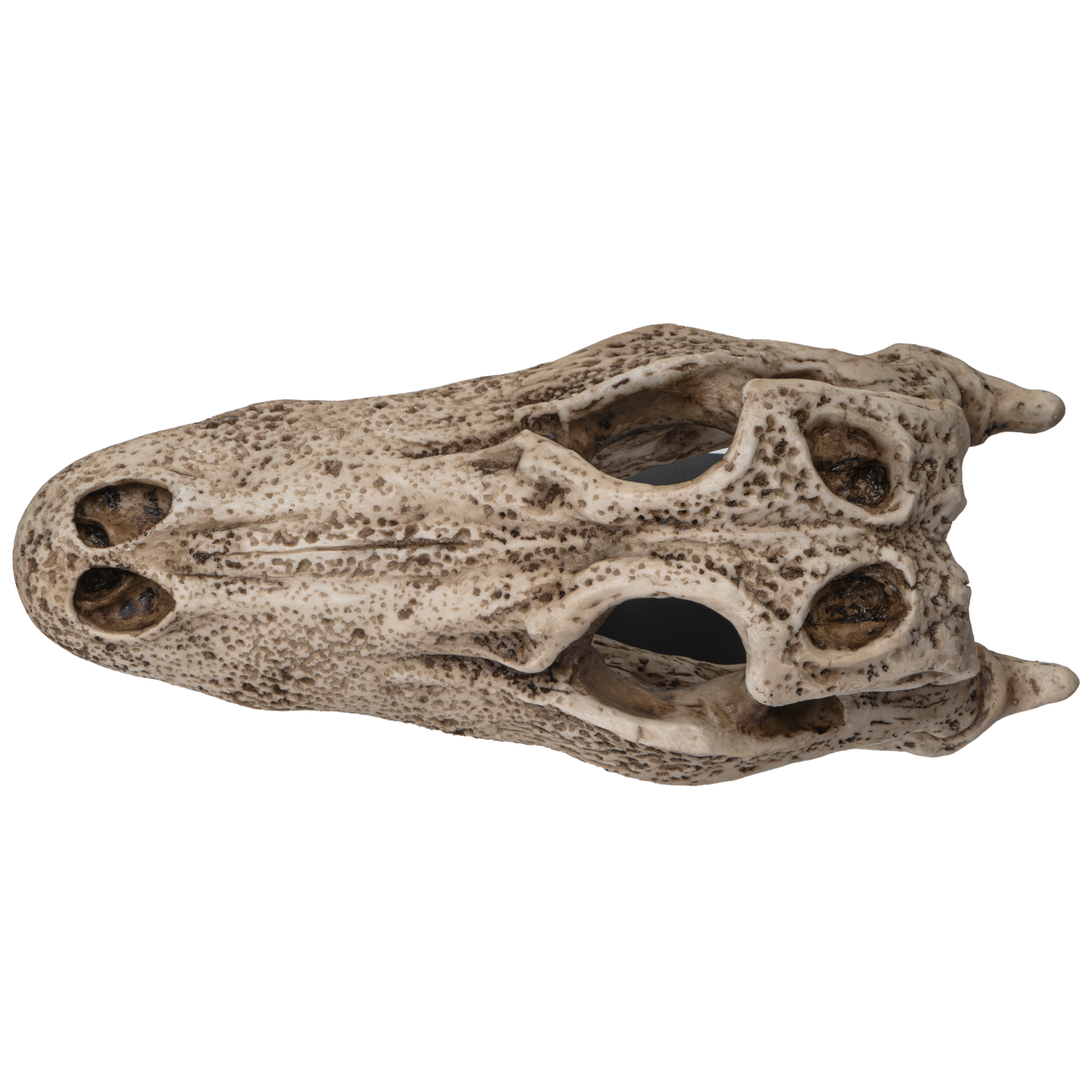 Replica Animals Alligator Skeleton Skull Fossli Resin Figurine