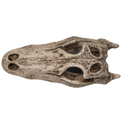 Replica Animals Alligator Skeleton Skull Fossli Resin Figurine