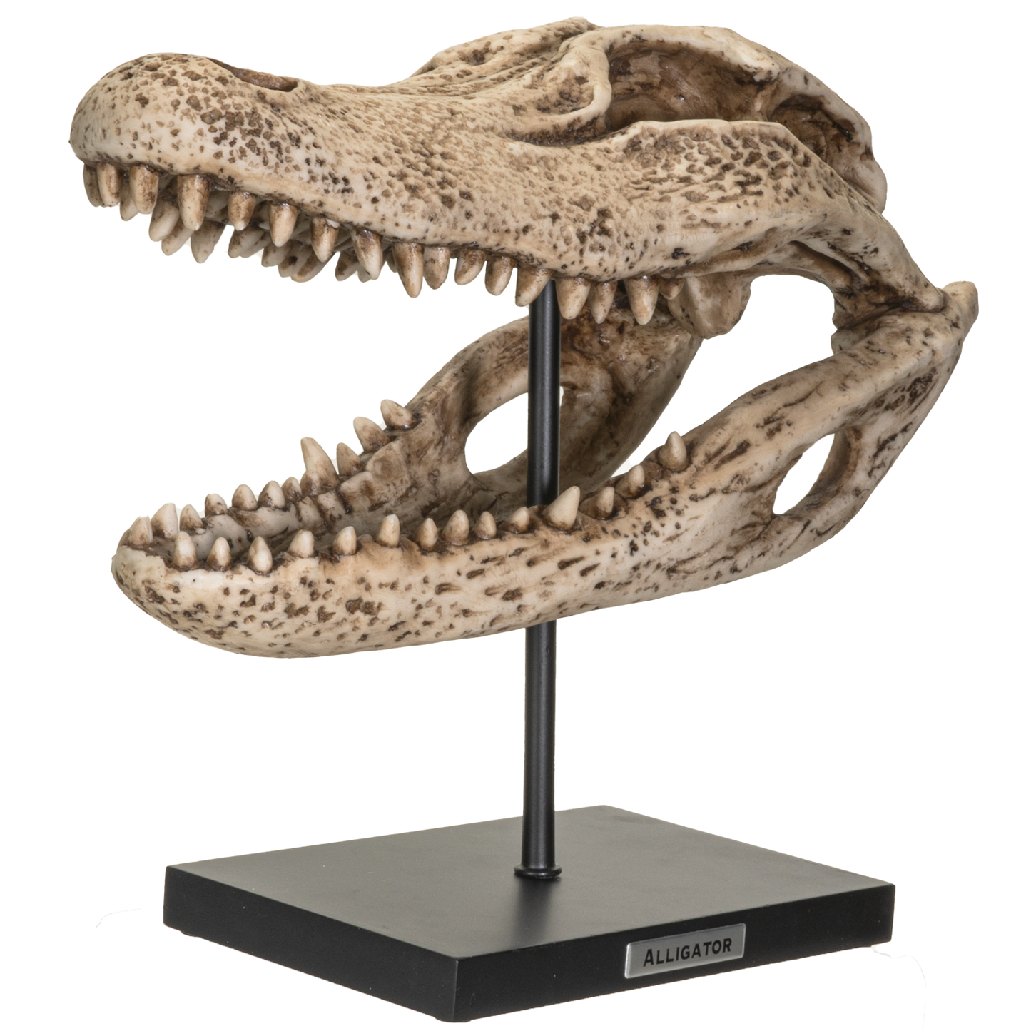 Replica Animals Alligator Skeleton Skull Fossli Resin Figurine