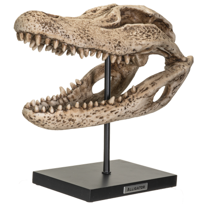 Replica Animals Alligator Skeleton Skull Fossli Resin Figurine