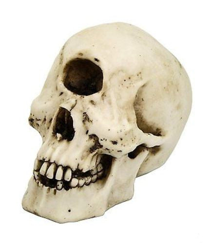 Cyclops Skull Collectible Figurine Desktop Home Decor