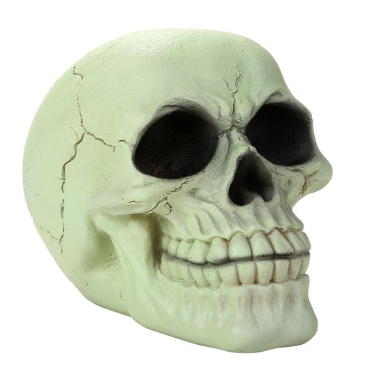 Glow In the Dark Skull Black Light Human Skull