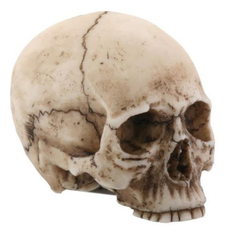 YTC 2.25 Inch Resin Realistically Painted Collectible Skull Head, Small