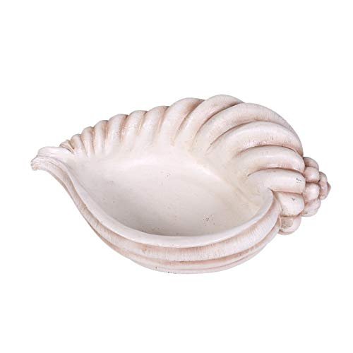 Pacific Giftware PT Seashell Display Decorative Decor