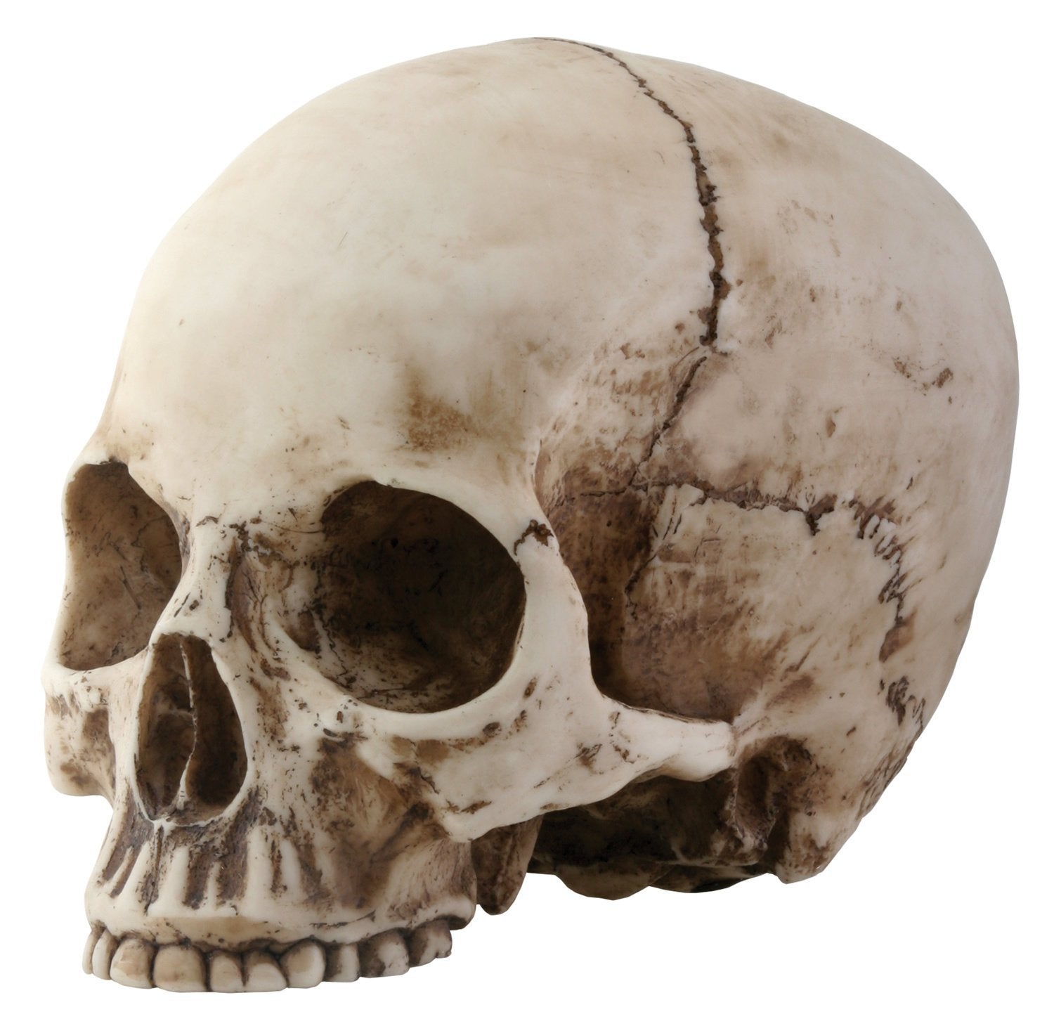 YTC 7 Inch Collectible Cold Cast Resin Realistically Painted Skull Head